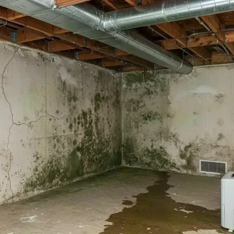 Professional Mold Removal in Hinckley, IL